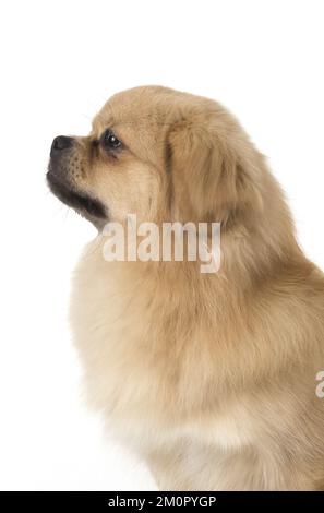 CANE. Tibetan Spaniel, studio Foto Stock