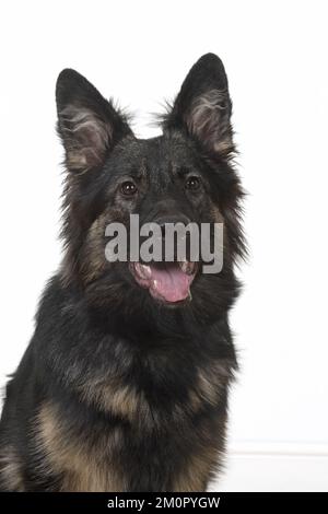 CANE. Pastore tedesco, testa e amplificatore; spalle, studio Foto Stock