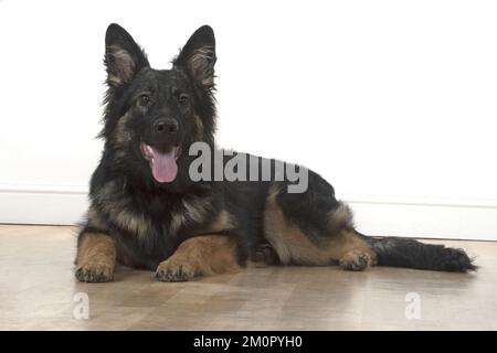 CANE. Pastore tedesco, sdraiato , studio Foto Stock