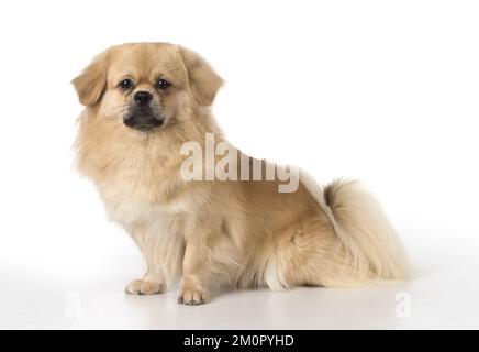 CANE. Tibetan Spaniel, studio Foto Stock