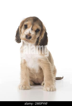 CANE. Cocker Spaniel cucciolo (9 settimane) su bianco, studio Foto Stock