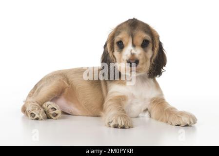 CANE. Cocker Spaniel cucciolo (9 settimane) su bianco, studio Foto Stock