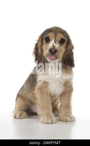 CANE. Cocker Spaniel cucciolo (14 settimane) bocca Foto Stock