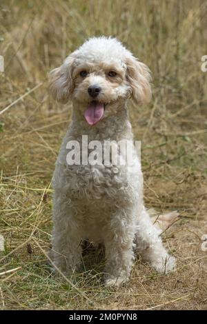 CANE. Cavapoo in un prato soleggiante Foto Stock