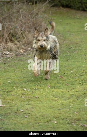 CANE. Picardy Sheepdog, in esecuzione alla fotocamera Foto Stock