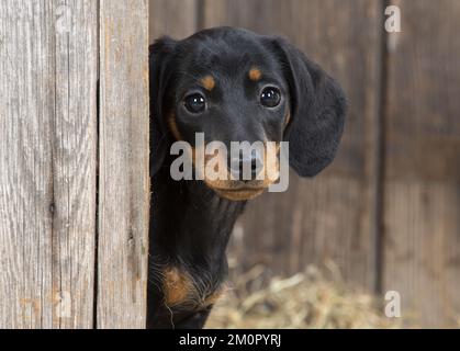 CANE. Dachshund cucciolo (9 settimane) guardando intorno.... Foto Stock