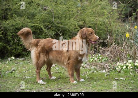 CANE. Nuova Scotia Duck Tolling Retriever in primavera Foto Stock