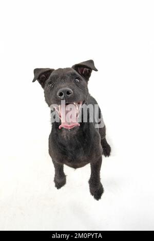 CANE. Lakeland X Paterdale Terrier Dancing , ON Foto Stock