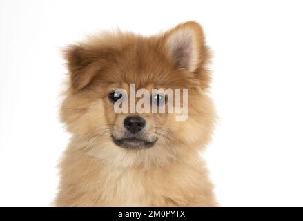 CANE. Cucciolo di Pomerania (12 settimane) colpo di testa Foto Stock