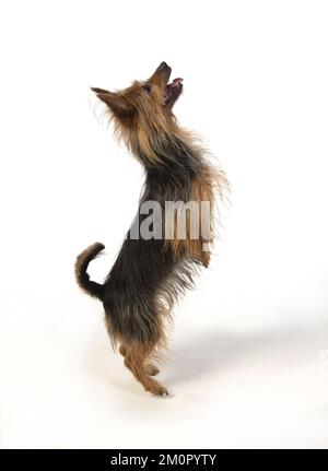 CANE. Australian Terrier su bianco , studio Foto Stock