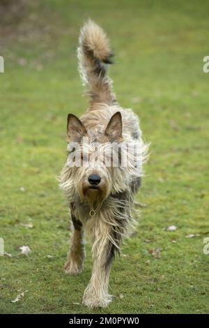 CANE. Picardy Sheepdog, in esecuzione alla fotocamera Foto Stock