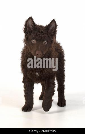 CANE. Mudi ungherese, cucciolo, studo Foto Stock