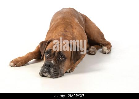 CANE. Cane Boxer, sdraiato, espressioni facciali, Foto Stock