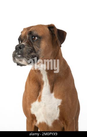 CANE. Boxer cane, espressione del viso seduta, studio, Foto Stock