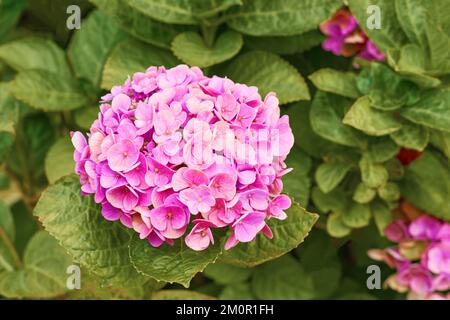 Fiori di idrangea rosa, viola e blu. Hidrangea macrophylla fiori e foglie in giardino. Foto Stock