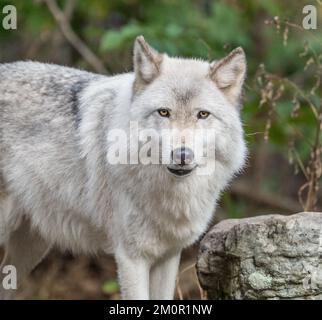 Primo piano del bel lupo grigio (Canis Lupus) che si erge nei boschi autunnali guardando la telecamera. Foto Stock