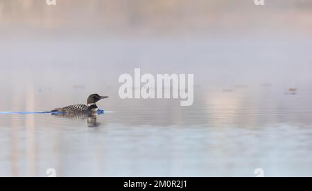 Common loon nuotare nella nebbia mattutina nel Wisconsin settentrionale. Foto Stock