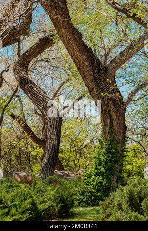 Twisted Tree Trunks Sport Nuova crescita primaverile allo Zoo di Albuquerque Foto Stock