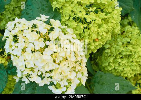 Hydrangea bianco, verde chiaro fiori di hydrangea. Hidrangea macrophylla fiori e foglie in giardino. Foto Stock