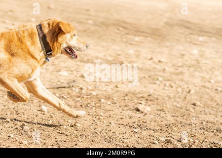 Labrador razza di cane che corre per inseguire una palla in un parco Foto Stock