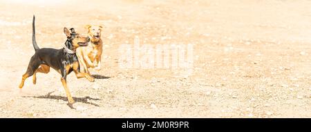 Due cani che giocano con una palla in un parco sabbioso Foto Stock
