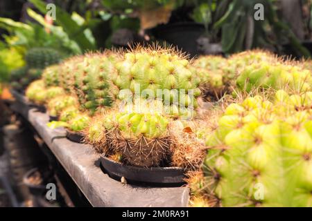 Piante di cactus in vaso che sono allineate. Foto Stock