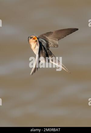 La rondine di benvenuto (Hirundo neoxena) è un piccolo uccello della famiglia dei rondini. ... È una specie originaria dell'Australia Foto Stock