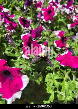 A selective focus shot of purple white petunias blooming among green leaves in the garden in bright sunlight Foto Stock