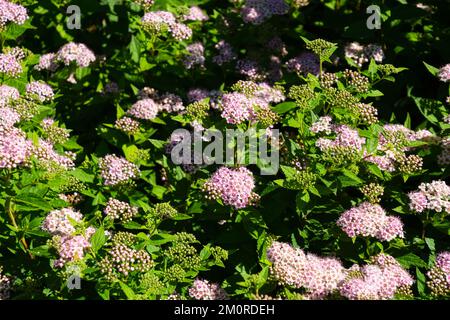 piccola principessa rosa o arbusto dolce di madrepria giapponese in piena fioritura Foto Stock