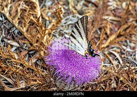 Una farfalla su un fiore rosa brillante su una montagna in Grecia in estate. Grecia. Foto Stock