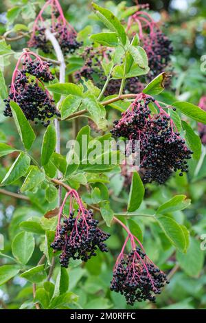 Sambucco nigra, bacche viola scuro dell'albero di sambuco europeo a fine estate Foto Stock