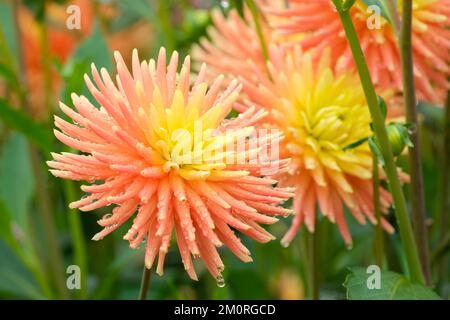Dahlia P.G. Wodehouse, giallo-arancio semi-cactus dahlia Foto Stock