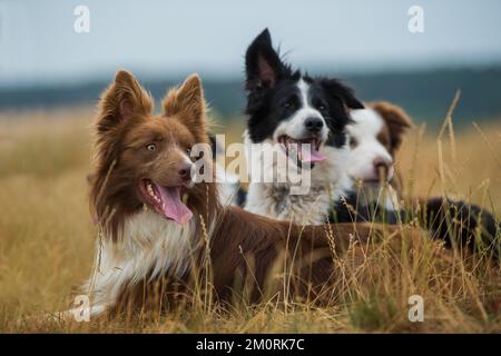Il bordo si collie in un prato appassito Foto Stock