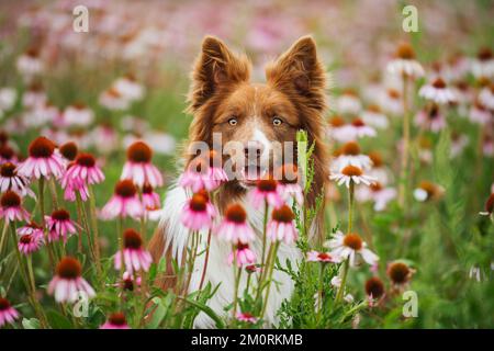 Confine collie cane in un campo echinacea Foto Stock