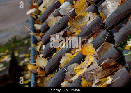 Primo piano delle foglie autunnali sulle tegole con attenzione al primo piano Foto Stock