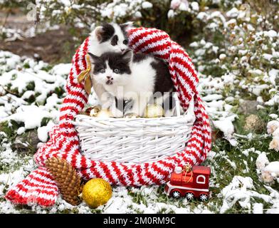 Due gattini carini bianchi neri sono seduti in un cesto di vimini con decorazioni natalizie in piedi su erba cosparsa di neve. Preparandosi per Natale. c Foto Stock