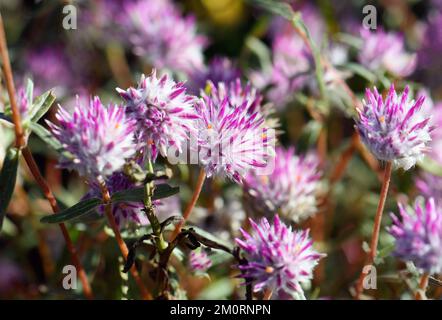 Fiori del nativo australiano Globe Amaranth Pink Billy Button, Gomphrena canescens, famiglia Amaranthaceae. Noti anche come Bachelors Buttons Foto Stock