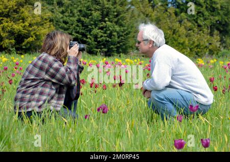 Ritratto di una donna accovacciata in un prato con tulipani scattando una foto, British Columbia, Canada Foto Stock