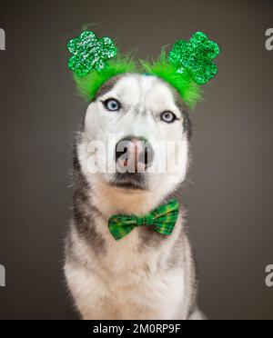 Ritratto di un Husky siberiano che indossa una cravatta ad arco e un fasciatesta a quattro foglie per il giorno di San Patrizio Foto Stock
