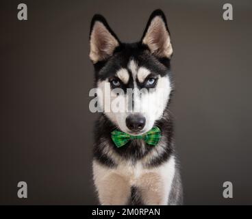Ritratto di un Husky siberiano che indossa una cravatta verde Foto Stock
