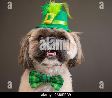 Ritratto di un cane Shih Tzu vestito da leprechaun con cravatta e cappello verdi per il giorno di San Patrizio Foto Stock