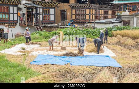 Agricoltori nel villaggio di Lobesa vicino a Punakha sul Trans Bhutan Trail Foto Stock