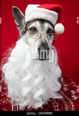 Ritratto di un pastore husky mix vestito come babbo natale Foto Stock