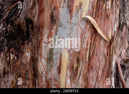 Peeling corteccia di Scribbly Gum albero, eucalipto racemosa). Nativo australiano con gli scribi dell'insetto fatti da Ogmograptis scribula larvae, Queensland. Foto Stock