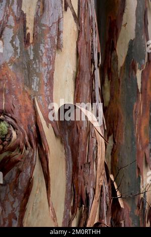 Peeling corteccia di Scribbly Gum albero, eucalipto racemosa). Nativo australiano con gli scribi dell'insetto fatti da Ogmograptis scribula larvae, Queensland. Foto Stock