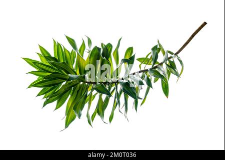 Fragrante albero di Dracaena Dracaena fragrans sfondo bianco Foto Stock