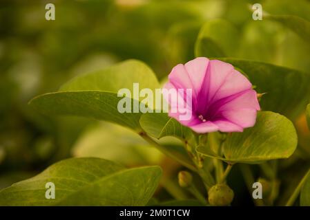 Un primo piano di spiaggia viola gloria mattina fiorendo nel giardino Foto Stock