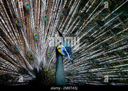 Myanmar, Birmania, Mawlamyine, Moulmein, dintorni di Mawlamyine, pavone Foto Stock