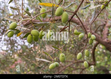 Francia, Gard, Beaucaire, Mas des Tourelles, ulivi Foto Stock