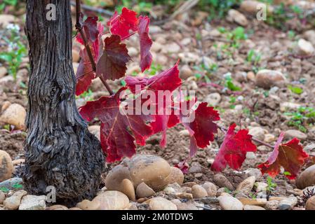 Francia, Gard, Beaucaire, Mas des Tourelles, le viti in autunno, terreno di arenaria e ciottoli rotondi Foto Stock